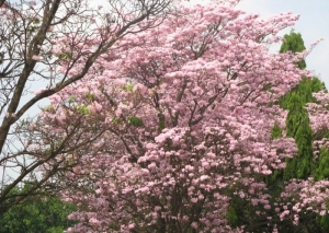 Manufacturers Exporters and Wholesale Suppliers of Flowering Trees Bangalore Karnataka