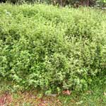 Fodder Species