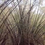 Manufacturers Exporters and Wholesale Suppliers of Forest Trees Bangalore Karnataka