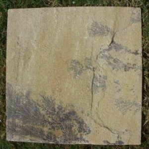 Fossil Mint sandstone tile Manufacturer Supplier Wholesale Exporter Importer Buyer Trader Retailer in Jaipur Rajasthan India