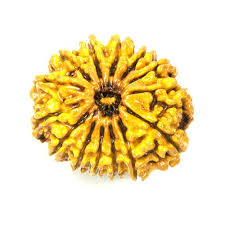 Fourteen Mukhi Rudraksha Manufacturer Supplier Wholesale Exporter Importer Buyer Trader Retailer in Durgapur West Bengal India