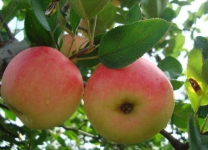 Manufacturers Exporters and Wholesale Suppliers of Fresh Apple Nagpur Maharashtra