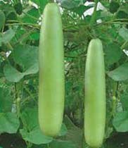 Fresh Bottle Gourd Manufacturer Supplier Wholesale Exporter Importer Buyer Trader Retailer in Pune Maharashtra India