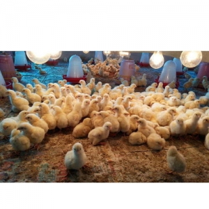 Fresh Farm Baby Chicks