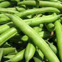 Fresh Green Beans Manufacturer Supplier Wholesale Exporter Importer Buyer Trader Retailer in Pune Maharashtra India