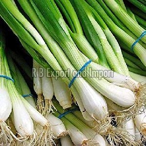 Fresh Green Spring Onion Manufacturer Supplier Wholesale Exporter Importer Buyer Trader Retailer in Kolkata West Bengal India