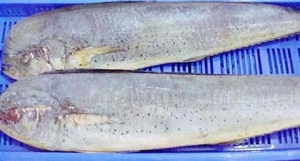 Frozen Mahi Mahi Fish Manufacturer Supplier Wholesale Exporter Importer Buyer Trader Retailer in Bangalore Karnataka India