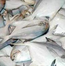 Frozen Pomfret Fish Manufacturer Supplier Wholesale Exporter Importer Buyer Trader Retailer in Bangalore Karnataka India