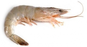 Frozen Prawns