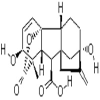 GA3 (Gibberellic acid) Manufacturer Supplier Wholesale Exporter Importer Buyer Trader Retailer in Hagnzhou  China