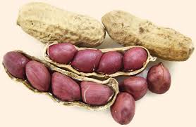 Manufacturers Exporters and Wholesale Suppliers of GROUNDNUT DANA Bikaner Rajasthan