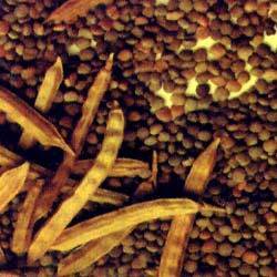 Manufacturers Exporters and Wholesale Suppliers of Guar Gum U.P. Uttar Pradesh