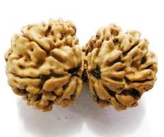 Gauri Shankar Rudraksha Manufacturer Supplier Wholesale Exporter Importer Buyer Trader Retailer in Durgapur West Bengal India