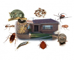 Service Provider of General Pest Control Vadodara Gujarat