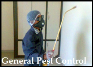 General Pest Control Services in Indore Madhya Pradesh India