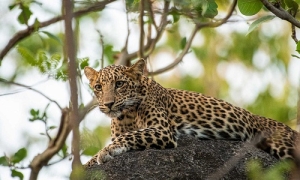 Gir Jungle Safari Services in Sasan Gir Gujarat India