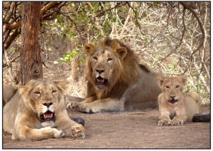 Manufacturers Exporters and Wholesale Suppliers of Gir National Park New Delhi Delhi