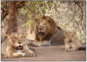 Service Provider of Gir National Park New Delhi Delhi 