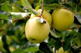 Manufacturers Exporters and Wholesale Suppliers of Golden Delicious Jammu Jammu & Kashmir