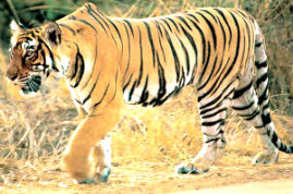 Service Provider of Golden Triangle Tour with Ranthambore Jaipur Rajasthan 