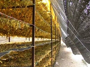 Shade For Drying Grapes