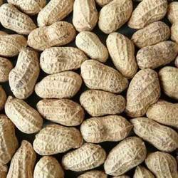 Manufacturers Exporters and Wholesale Suppliers of Ground Nuts Nagpur Maharashtra