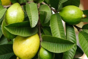 Guava Jam Manufacturer Supplier Wholesale Exporter Importer Buyer Trader Retailer in Lucknow Uttar Pradesh India
