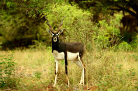 Service Provider of Gujarat Wildlife with Diu Jaipur Rajasthan 