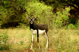 Service Provider of Gujarat Wildlife with Diu Jaipur Rajasthan