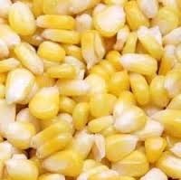 Manufacturers Exporters and Wholesale Suppliers of HUMAN CONSUMPTION MAIZE Nagpur Maharashtra