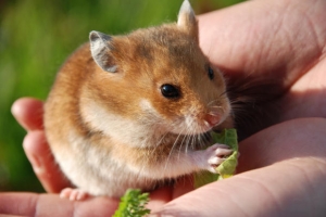 Manufacturers Exporters and Wholesale Suppliers of Hamster New Delhi Delhi