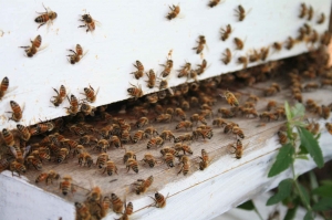 Honey Bee Pest Control Services in Bangalore Karnataka India