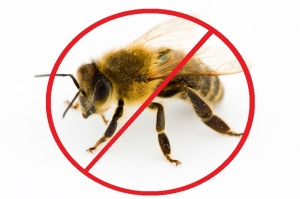 Service Provider of Honey Bees Control Services Hyderabad Andhra Pradesh 