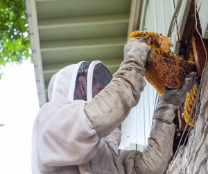 Honeycomb Removal Services