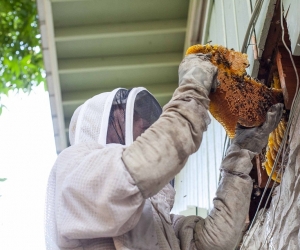 Service Provider of Honeycomb Removal Services Jaipur Rajasthan