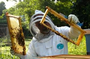 Honeycomb Removal