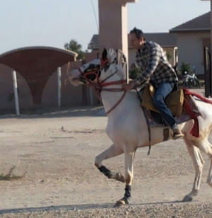 Manufacturers Exporters and Wholesale Suppliers of Horse Riding Jodhpur Rajasthan