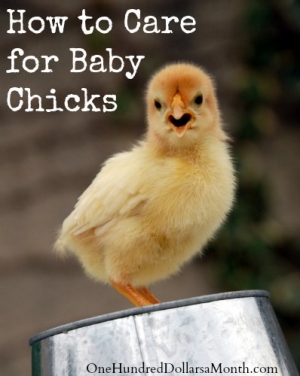 Manufacturers Exporters and Wholesale Suppliers of Chicks Feed Supplement Bangalore Karnataka