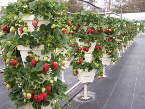 Hydroponically Grown Fresh Fruits