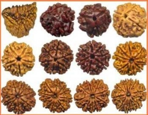 Service Provider of all types rudraksha Haridwar Uttarakhand