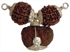 Service Provider of Rudraksha Haridwar Uttarakhand 