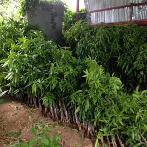 Mango Plants