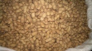 Ground nut Manufacturer Supplier Wholesale Exporter Importer Buyer Trader Retailer in Chennai Tamil Nadu India