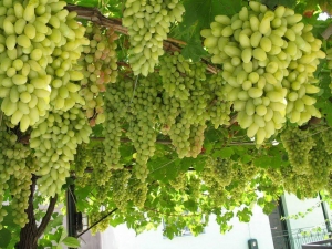 Green grapes Manufacturer Supplier Wholesale Exporter Importer Buyer Trader Retailer in sangli Maharashtra India