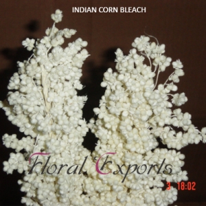 Manufacturers Exporters and Wholesale Suppliers of INDIAN CORN BLEACH Kolkata West Bengal