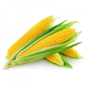 Indian Maize