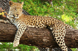 Indian Wildlife Safari Tour Services in Jaipur Rajasthan India