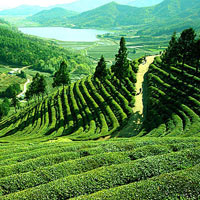 Service Provider of Indonesia Tours New Delhi Delhi Indonesia Tours
