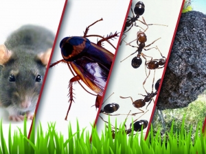 Insect Control Services Services in Jaipur Rajasthan India
