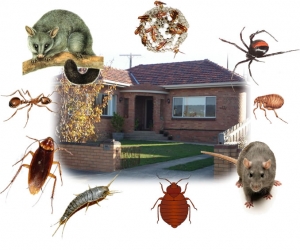 Service Provider of Insects Pest Control Services Dehradun Uttarakhand 
